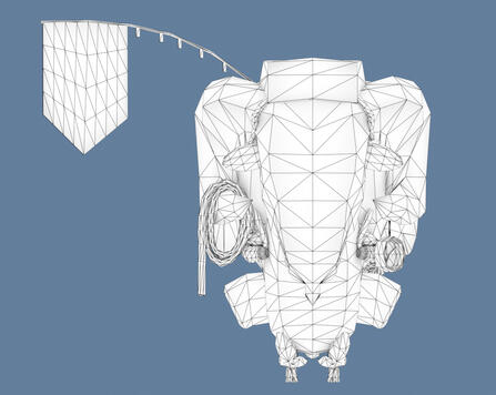 Wireframe
